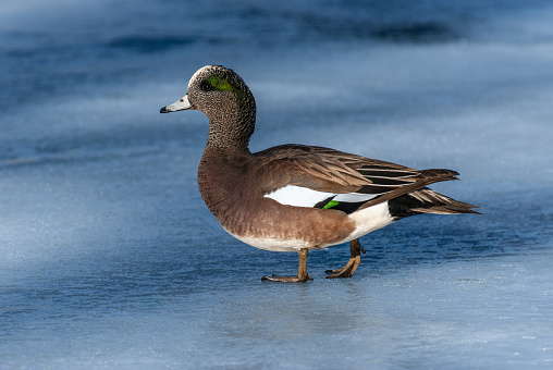 The American Wigeon (Mareca americana), also called a baldpate, is a medium sized dabbling duck found in North America. The breeding male, or drake, has a mask of green feathers around its eyes and a cream-colored stripe running from the top of its head to its bill.  The hens are much less distinctive with gray and brown plumage. Both males and females have a pale blue bill with a black tip, a white belly, and gray legs and feet. It nests on the ground, under cover and near water, laying 6–12 creamy white eggs. The American Wigeon is migratory, breeding in all of North America except the extreme far north.  Wintering areas include the Central Valley of California, Washington’s Puget Sound, the Texas Panhandle and the Gulf Coast of Louisiana.  This male American Wigeon was photographed while walking on ice at Walnut Canyon Lakes in Flagstaff, Arizona, USA.