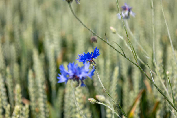 Blue cornflowers on a wheat field in the summer season.