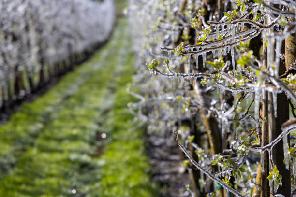 Frozen apple trees stock photo