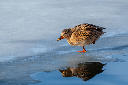 The Mallard Duck (Anas platyrhynchos) may be one of the most abundant ducks in the world.  It frequents marshes, wooded swamps, grain fields, ponds, rivers, lakes and bays.  The mallard may be found in any kind of aquatic habitat, but favors fresh water.  Its diet is omnivorous.  The mallard forages in water by dabbling, submerging head and neck, up-ending.  On land it grazes, plucking seeds and grubbing for roots.  This female mallard was standing on the ice at Walnut Canyon Lakes in Flagstaff, Arizona, USA.