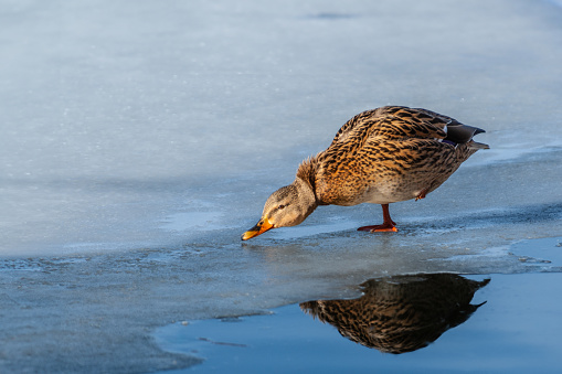 The Mallard Duck (Anas platyrhynchos) may be one of the most abundant ducks in the world.  It frequents marshes, wooded swamps, grain fields, ponds, rivers, lakes and bays.  The mallard may be found in any kind of aquatic habitat, but favors fresh water.  Its diet is omnivorous.  The mallard forages in water by dabbling, submerging head and neck, up-ending.  On land it grazes, plucking seeds and grubbing for roots.  This female mallard was standing on the ice at Walnut Canyon Lakes in Flagstaff, Arizona, USA.