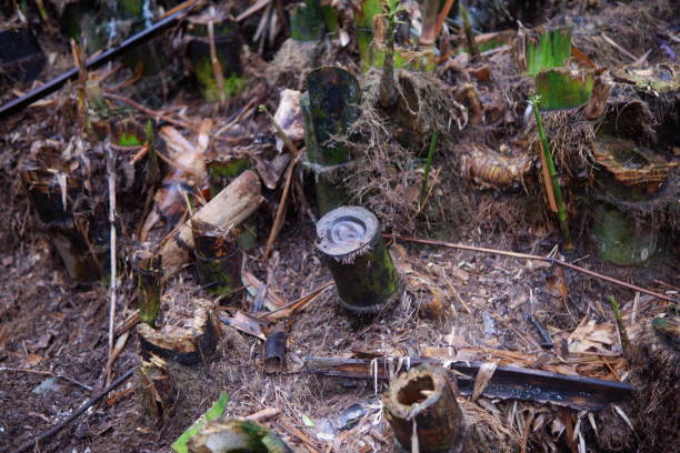 istock cuttings of bamboo stems in wet soil 2073621533