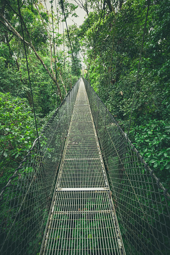 hanging bridge in tropical rainforest in costa rica.