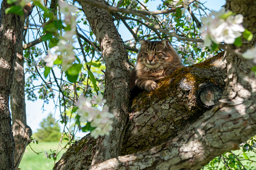 A long Haired domestic Tabby Cat in an apple tree on a sunny day in the spring