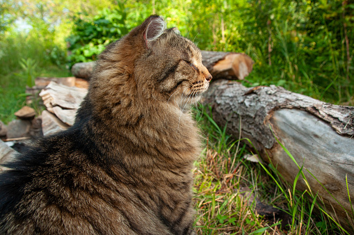 A Domestic long Haired Tabby Cat sitting in the grass in the summer