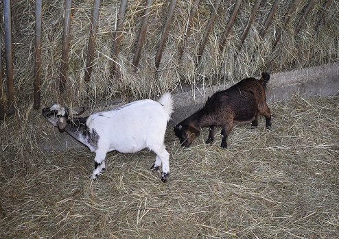 Dwarf goats feeding at the hay rack. Ardèche, France.