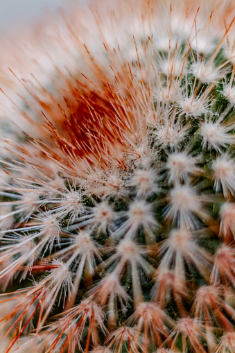 A close up of the spikes of a Spiny Pincushion Cactus houseplant with a rusty, orange tinge to the spikes.  The rows of spikes curve around and up the plant.  Top of plant seen.