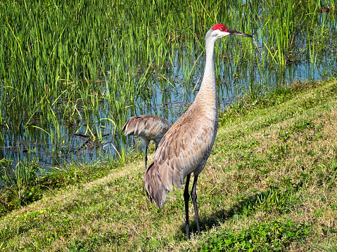 Sandhill Crane in a Florida wetland area