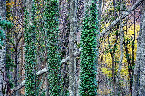 Vines covering the trunks of beech trees in the forest