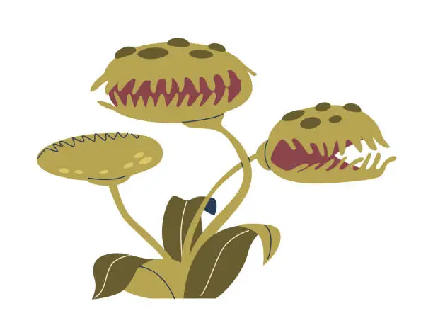 Vector illustration of Venus Flytrap Is A Carnivorous Plant With Hinged, Tooth-like Structures That Snap Shut When Triggered By Prey