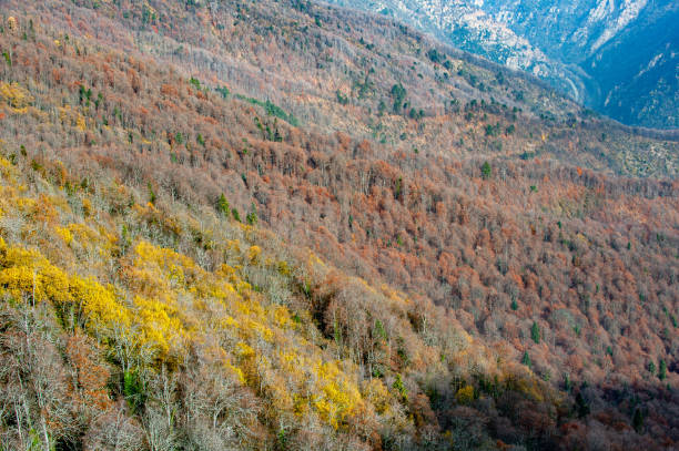 Autumn colors of mixed forest from the air - Karabük, Subatan Plateau