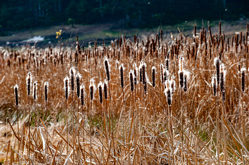 Reed grass or rush grass (Phragmites australis)