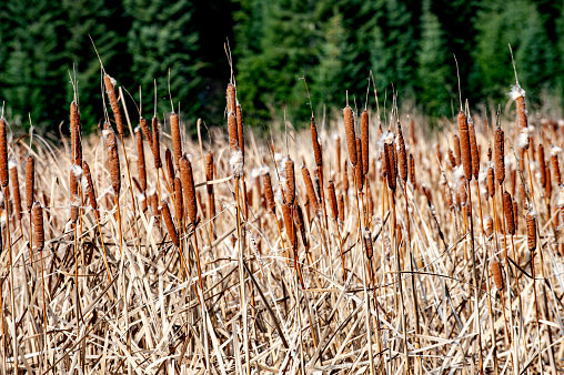 Reed grass or rush grass (Phragmites australis)