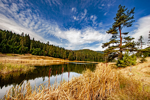 Eğriova Pond and fir trees