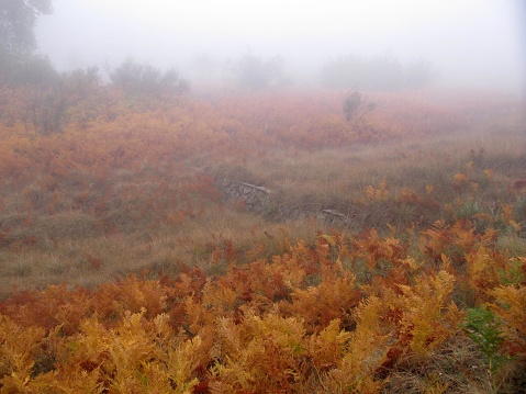 Small valley with fog and ferns