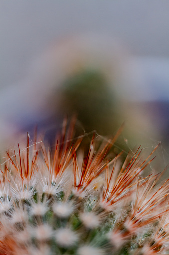 A close up of the spikes of a Spiny Pincushion Cactus houseplant with a rusty, orange tinge to the spikes.  Appears to have fuzz on spikes