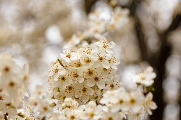 macro picture of white blooming hawthorn flowers