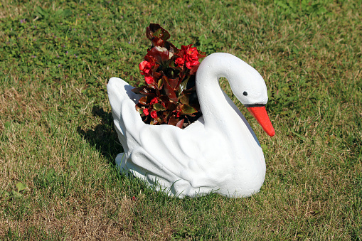 Freshly painted new handmade concrete garden decoration white swan with bright red beak filled with fresh dark red flowers mixed with leathery leaves surrounded with uncut grass in urban family house backyard on warm sunny spring day