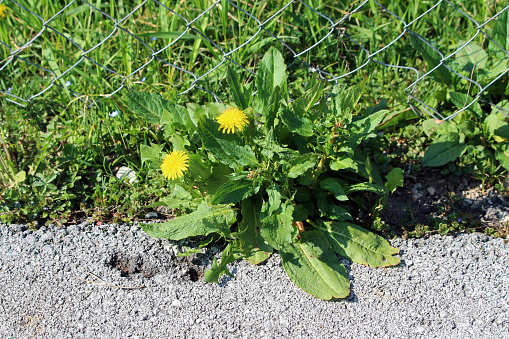Dandelion or Taraxacum tap-rooted perennial herbaceous plant with two open blooming yellow flowers growing between bright fresh green bracts or specialized leaves in front of wire fence next to paved road on warm sunny spring day