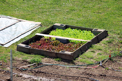 Homemade improvised raised garden bed box made from dilapidated wooden boards and concrete blocks filled with multi layered dark red and light green fresh thick leaf young Lettuce or Lactuca sativa annual organic plants next to makeshift nylon cover protection and rows of plastic and rubber hose garden drip irrigation system surrounded with uncut grass in local urban home garden on warm sunny spring day
