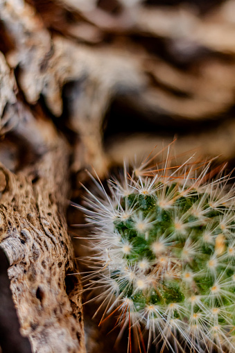 A close up of the spikes of a Spiny Pincushion Cactus houseplant on a section of new growth.  Beside piece of driftwood with holes in it.