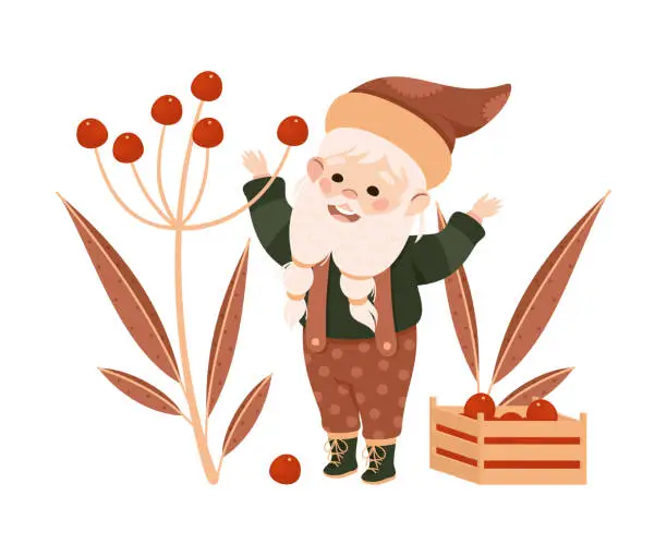 Vector illustration of Cute garden gnome picking red berries. Happy smiling fairy tale bearded dwarf elf working in garden cartoon vector illustration