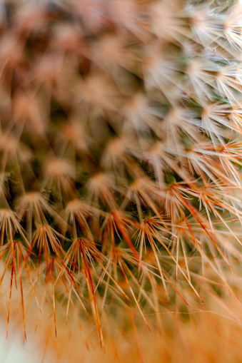 A close up of the side of a Spiny Pincushion Cactus houseplant with a rusty, orange tinge to the spikes.