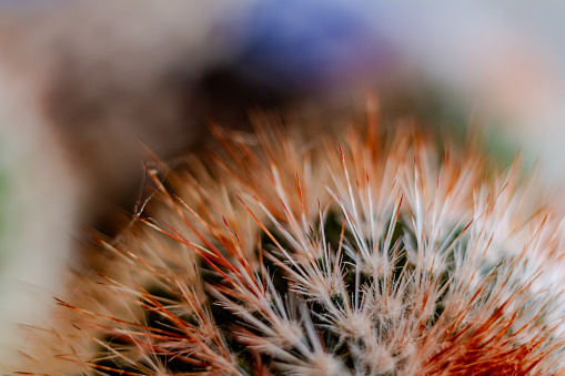 A close up of the spikes of a Spiny Pincushion Cactus houseplant with a rusty, orange tinge to the spikes.  Top of plant seen. Appears to have spider webbing between spikes