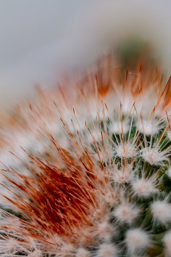 A close up of the spikes of a Spiny Pincushion Cactus houseplant with a rusty, orange tinge to the spikes.  Top of plant seen.