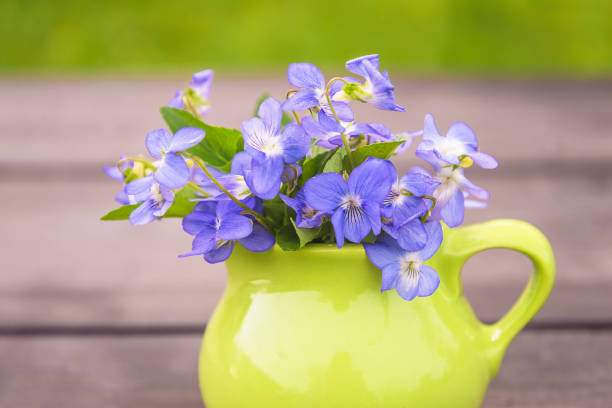 Bouquet of blue horned pansy or viola or violet flowers in green jug