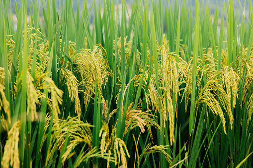 Rice ears in the fields