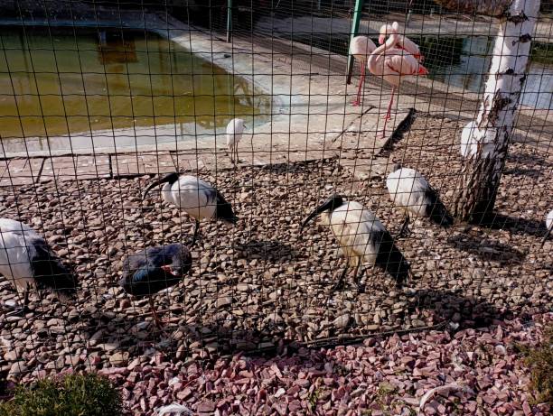 une cage avec un bassin dans lequel vivent des ibis et des flamants roses. plusieurs flamants roses près d’un étang artificiel avec des ibis à long bec. - bird netting cage birdcage photos et images de collection