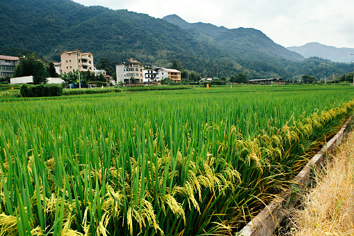 Rice ears in the fields