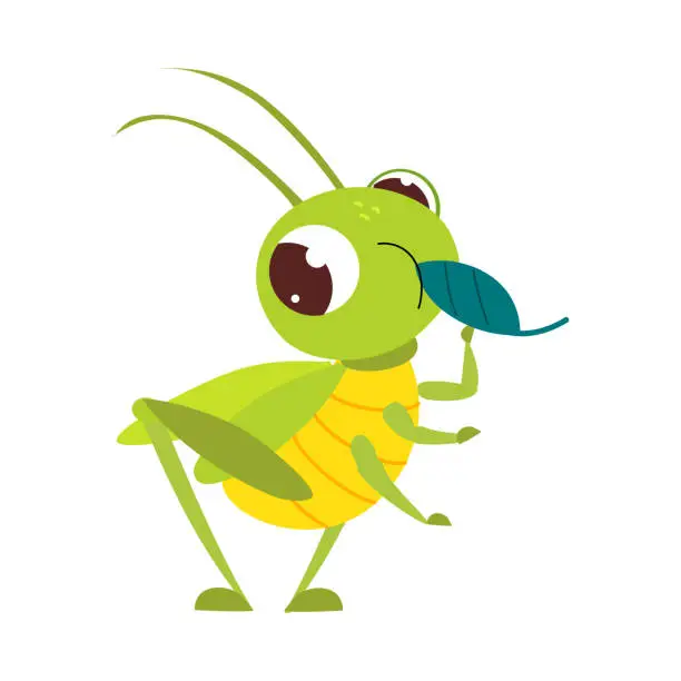 Vector illustration of Cute green grasshopper eating leaf. Funny insect in its everyday activities cartoon vector illustration
