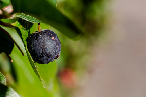 This plant with a Japanese name, grows native in the northern boreal forests in Asia, Europe, and North America.
The name “Haskap” is also a brand name given to varieties bred by the Fruit Program at the University of Saskatchewan, Saskatoon, Saskatchewan, Canada.
The fruit is often one of the first berries to appear during the year, and remain fruitful into the fall.  From the Dipsacales Order, they are related to Snowberries, Elderberry, Blueberries, cranberries and tomatoes.  They are juicy, with a sweet/tart flavour and have very tiny edible seeds. The thin powdery blue skin melts in your mouth. Bushes can grow 5-7 feet tall, do not sucker and are extremely cold climate and drought tolerant.