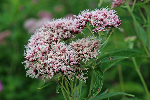 Pink hemp agrimony, Eupatorium cannabinum, flowers in close up with a blurred background of leaves and flowers.