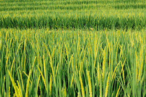 Tall green grasses in front of a dark background