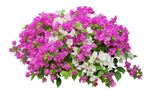 istock Pink and white Bougainvillea flower isolated on white background 2073767752