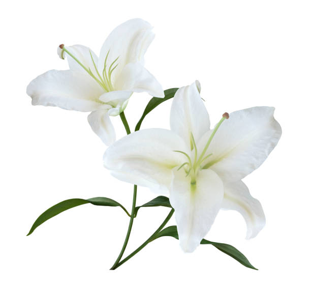 istock White Lily flower bouquet isolated on white background 2073767753