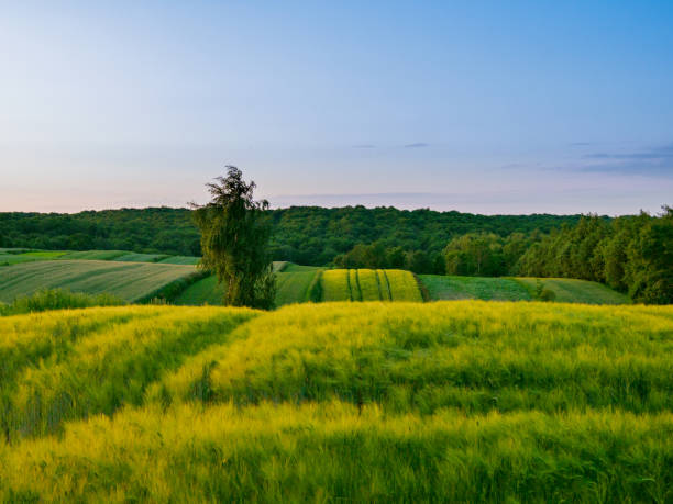 istock Landscape. Agricultural fields  in summer. Roztocze. Poland. 2073768796