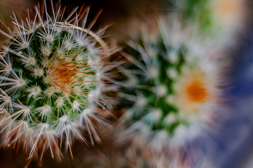 A close up of the tops and spikes of 2 Spiny Pincushion Cactus houseplants with a rusty, orange tinge to the spikes.  Left plant in focus.