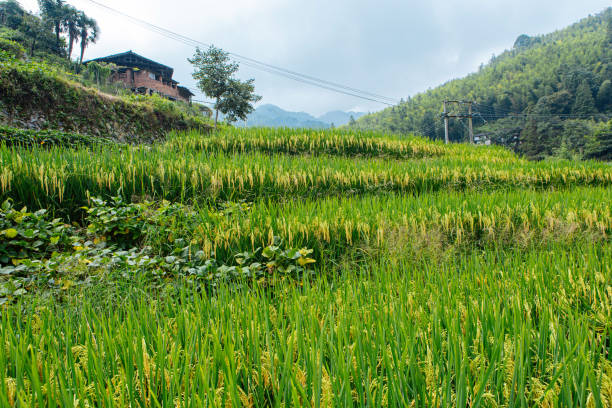 Rural farmland