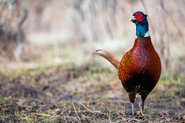 istock Ringneck Pheasant, Phasianus colchicus in the habitat 2073773959