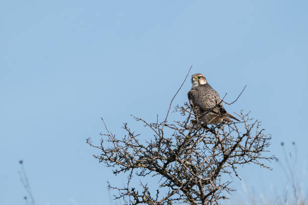 istock The Saker Falcon Falco cherrug in the wild 2073774507