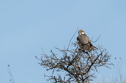 The Saker Falcon Falco cherrug in the wild.