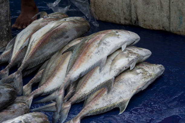 istock Fresh Seafood Delights at the Fishmonger's Stall 2073777699