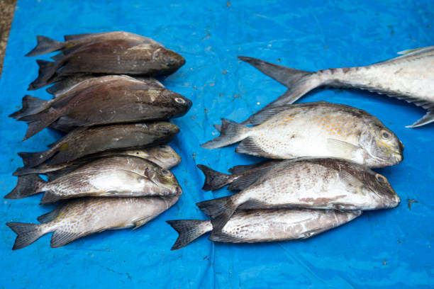istock Fresh Seafood Delights at the Fishmonger's Stall 2073779776