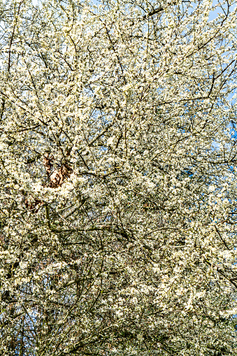 A background shot of white Cherry blossoms in Seatac,  Washington.