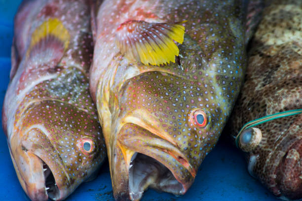 istock Fresh Seafood Delights at the Fishmonger's Stall 2073781343