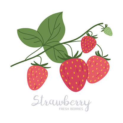 Juicy strawberries. Wild edible fresh berries, ripe strawberry with caption, flat vector illustration. Hand drawn delicious berry